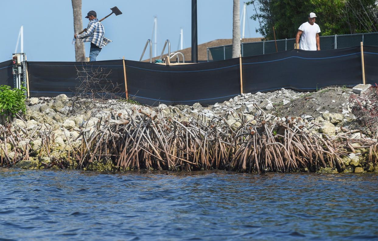 The remnants of mangrove tree roots are seen along the shoreline of the St. Lucie River at the Sandpiper Bay Resort as a construction crew works on a swimming pool, on Tuesday, June 20, 2023, in Port St. Lucie. The state-protected trees were hacked down, and now provide an open view of the river from the resort.