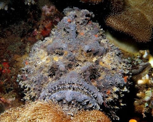 Pez piedra: Si alguna vez bucea en el Océano Índico o el Pacífico, busque los arrecifes coralinos que lo miran. Usted podría estar contemplando un pez piedra, el más venenoso de la Tierra. Este pez fue fotografiado en Indonesia, pero sus parientes viven en las aguas costeras y poco profundas de Egipto a Australia. Se mezclan con una gran variedad de arrecifes y rocas -de ahí su nombre-, y se esconden en el fondo del mar para emboscar a su presa. Pero como defensa, también tiene 13 espinas dorsales afiladas llenas de una potente neurotoxina, que podría matar a un ser humano en dos horas. Los expertos recomiendan nadar en vez de caminar sobre el fondo del océano para evitar tropezarse con uno y pisarlo. Si irremediablemente tiene que caminar, arrastre sus pies en lugar de dar pasos grandes. (Texto:Russell McLendon, Mother Nature Network/Foto: Steve Childs/Flickr)