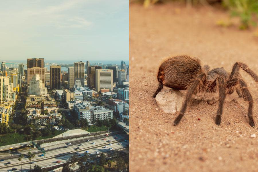 ¡Cuidado! Podrías ver tarántulas en San Diego y esta es la razón