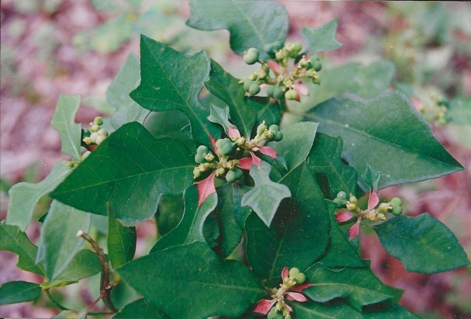 Wild poinsettia is a 1- to 2-foot-tall annual or short-lived perennial that flowers year-round on bright, sandy sites.