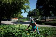 Luis Ledesma muestra plantas de zapallo en el frente de su casa en La Habana, en medio de la pandemia de coronavirus