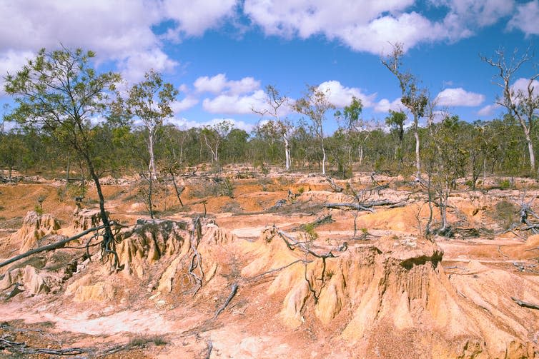 View of trees in desertified landscape.