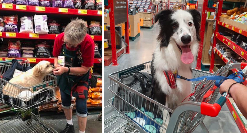 Dogs at Bunnings 