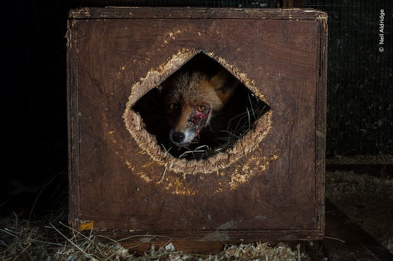 A fox, likely wounded by dogs, peers out of its crate in a UK rehabilitation center.