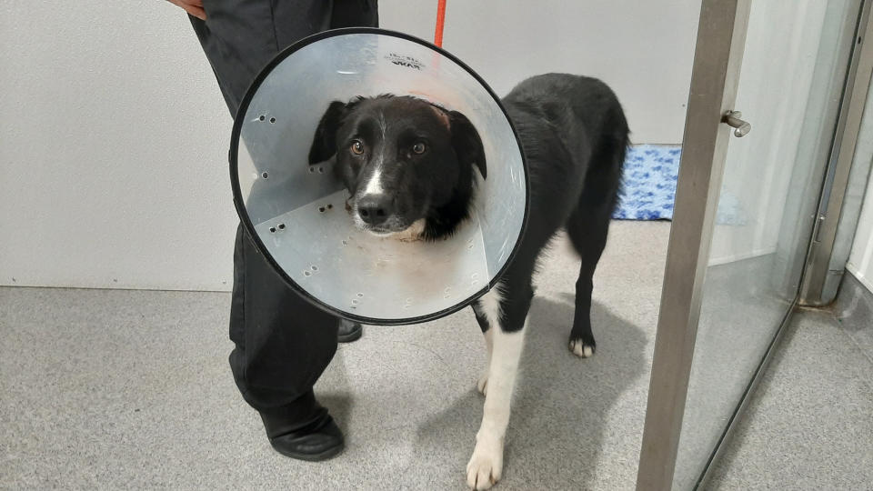 Pet dog Glenn was found with untreated head wounds. (SWNS)