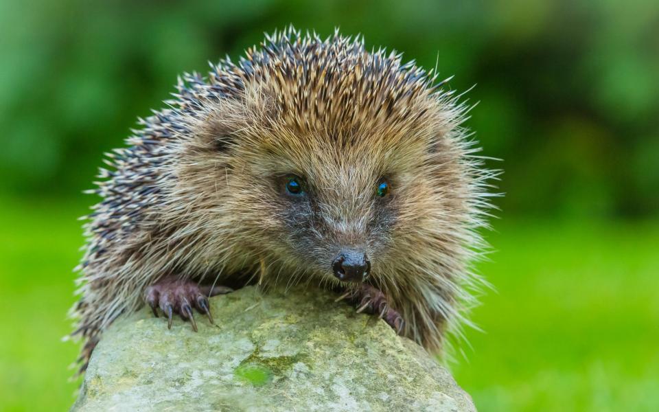 a hedgehog - Alamy