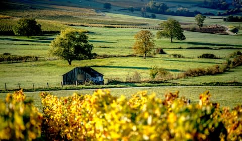 You'll find vineyards producing fine wine - Credit: GETTY