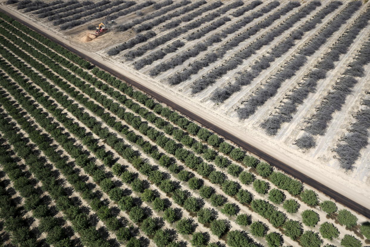 A field of dead almond trees is seen next to a field of growing almond trees in Coalinga in the Central Valley, California, United States May 6, 2015. Almonds, a major component of farming in California, use up some 10 percent of the state's water reserves according to some estimates. California ranks as the top farm state by annual value of agricultural products, most of which are produced in the Central Valley, the vast, fertile region stretching 450 miles (720 km) north-sound from Redding to Bakersfield. California water regulators on Tuesday adopted the state's first rules for mandatory cutbacks in urban water use as the region's catastrophic drought enters its fourth year. Urban users will be hardest hit, even though they account for only 20 percent of state water consumption, while the state's massive agricultural sector, which the Public Policy Institute of California says uses 80 percent of human-related consumption, has been exempted. REUTERS/Lucy Nicholson