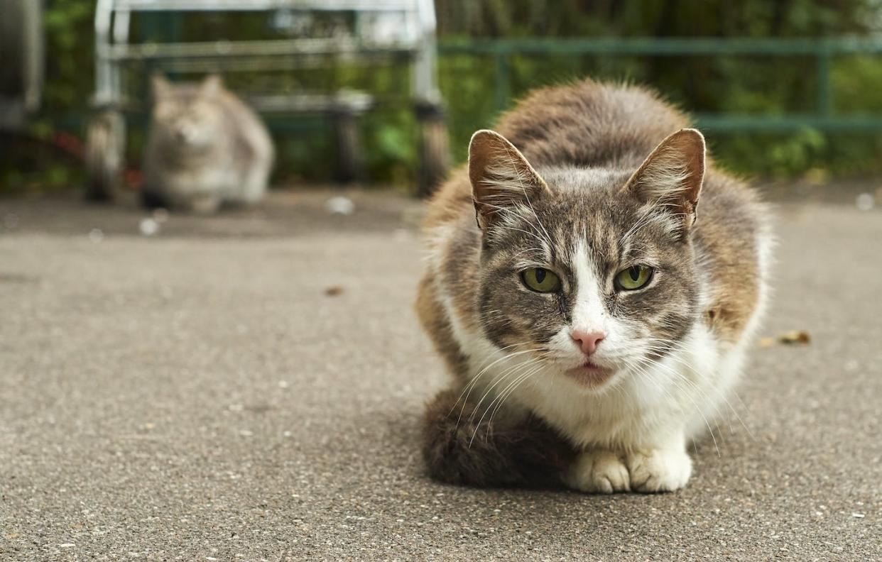 Are cats really to blame for the worldwide loss of biodiversity? <a href="https://www.gettyimages.com/detail/photo/homeless-cats-in-the-street-royalty-free-image/626427276" rel="nofollow noopener" target="_blank" data-ylk="slk:Dzurag/iStock via Getty Images Plus;elm:context_link;itc:0;sec:content-canvas" class="link ">Dzurag/iStock via Getty Images Plus</a>