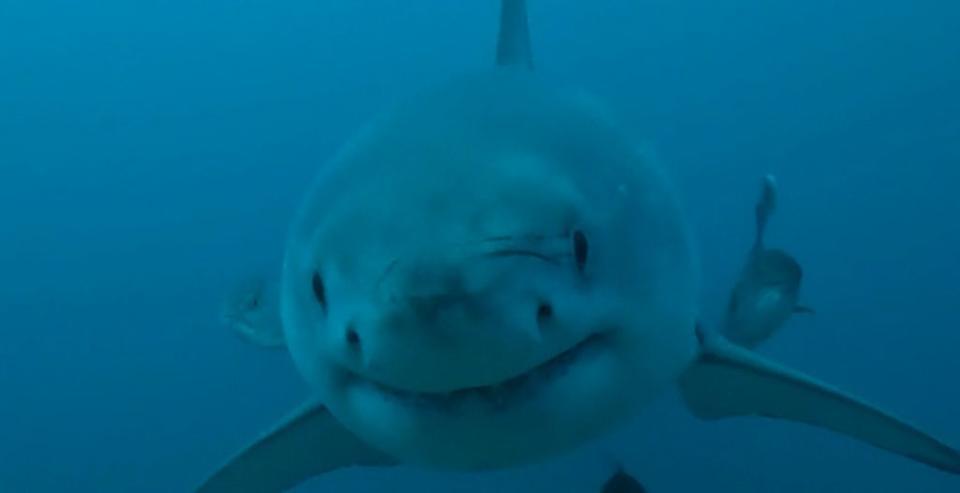 Great white shark approaching underwater camera