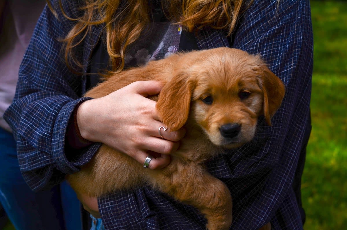 National Puppy Day is celebrated on March 23 every year (Matthew Wells, Pexels)