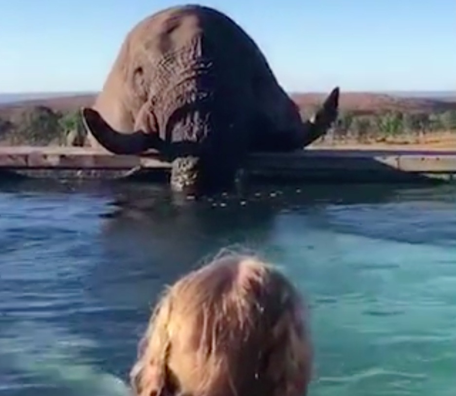 The elephant goes for a big gulp in a hotel pool (Picture: Caters)