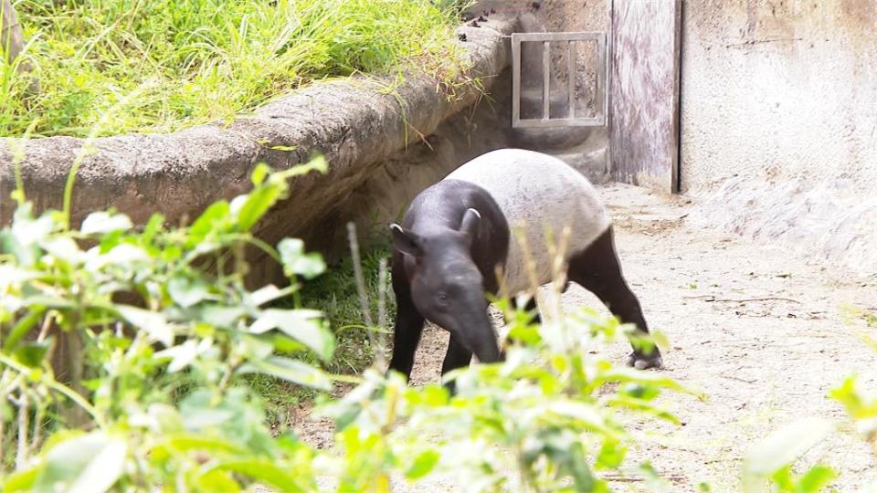 凍漲27年！台北市立動物園門票　4/1起非市民調漲至100元