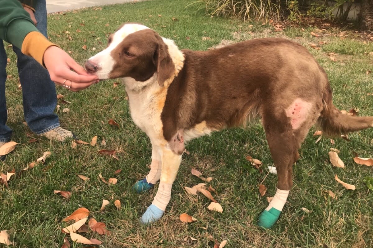 Ella the dog’s home burned down in the Camp Fire, but she stood guard at the only remaining house in the neighborhood until she was reunited with her owners. (Image: GoFundMe)