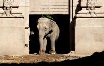 La elefanta asiática Mara camina fuera de su recinto en el exzoológico de la ciudad conocido ahora como Ecoparque en Buenos Aires