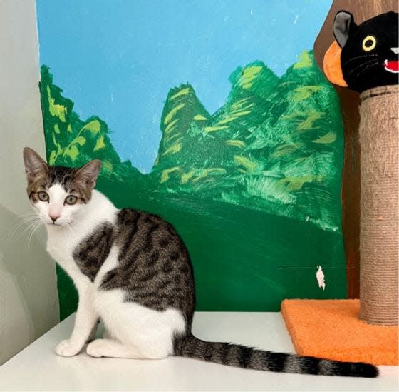 Keebler is an all-around great kitten who's a little on the shy side with strangers