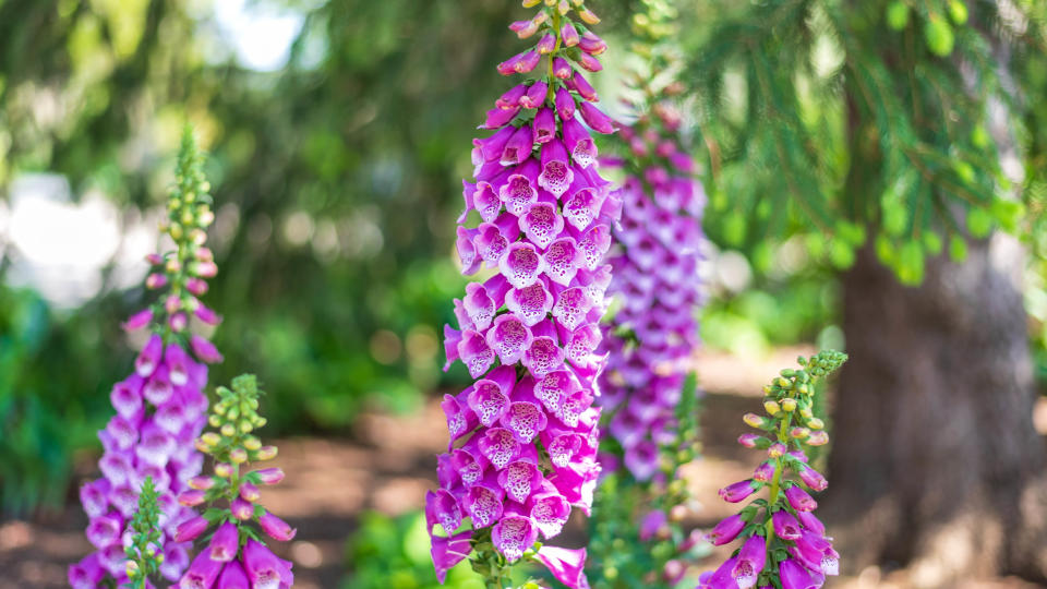 Purple foxgloves