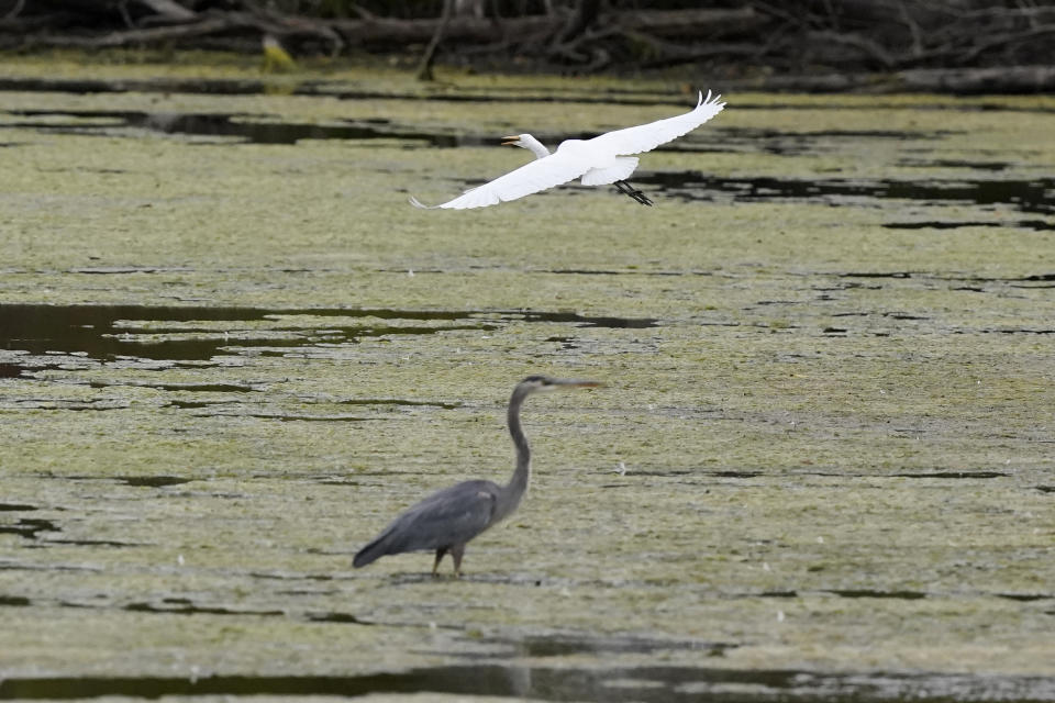 FILE - A great egret flies above a great blue heron in a wetland inside the Detroit River International Wildlife Refuge in Trenton, Mich., on Oct. 7, 2022. The House on March 9, 2023, voted to overturn the Biden administration’s protections for thousands of small streams, wetlands and other waterways, advancing long-held Republican arguments that the regulations are an environmental overreach and burden to business. The vote was 227-198 to overturn the rule. (AP Photo/Carlos Osorio, File)