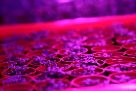 An indoor hydroponic growing system in a rack designed for leafy vegetables & herbs such as kale, lettuces and rocket is seen at an urban farm in Singapore May 30, 2017. REUTERS/Thomas White