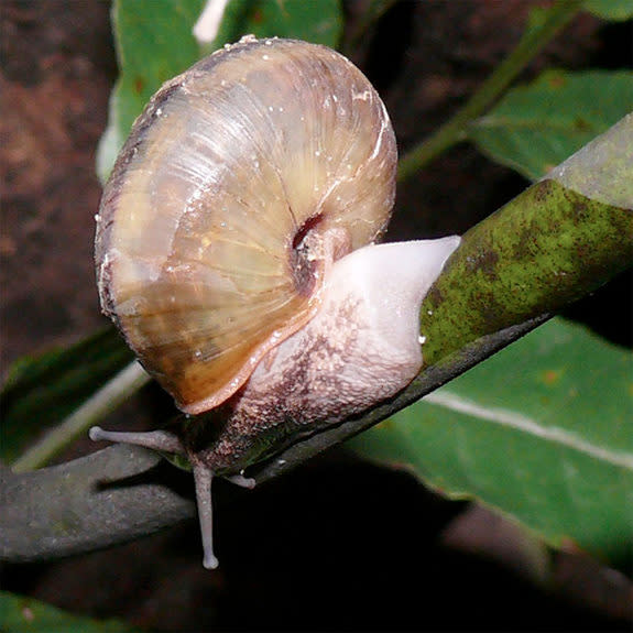 The land snail <em>Satsuma caliginosa</em> sheds its "tail" (or foot) to escape a snake predator. Here, the snail is regenerating its tail.