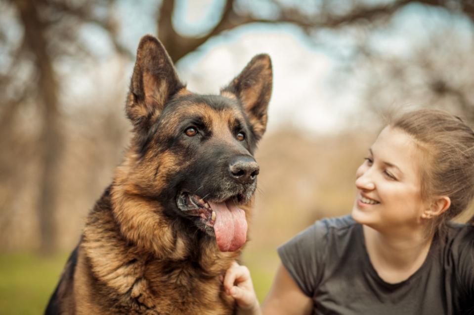 German shepherds were originally bred to herd sheep and protect flocks from danger. Getty Images/iStockphoto