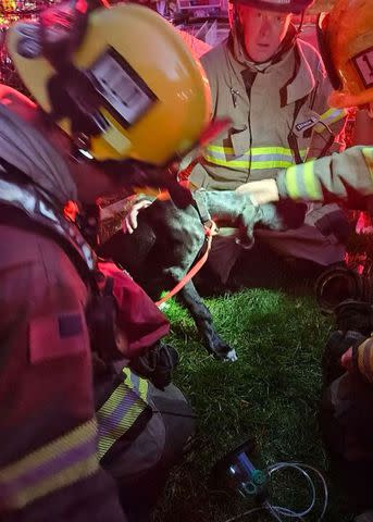 <p>Unified Fire/Instagram</p> Firefighters pet a dog after saving it from a fire