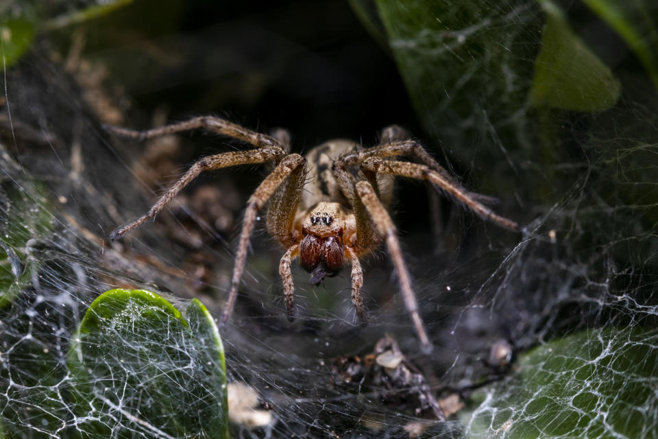 Cancer: You’re the Wolf Spider