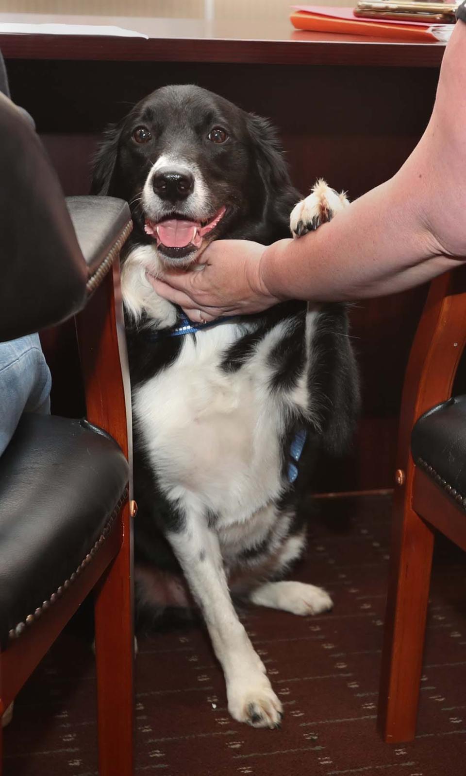 Beth Blackmore, a defense attorney, pets Tater Tot, the facility therapy dog at Summit County Juvenile Court, during a hearing.