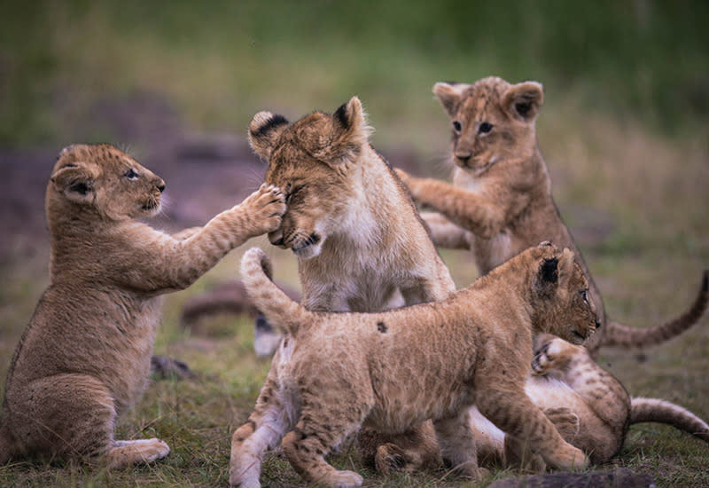 Kenya's Adorable New Lion Cubs on Display