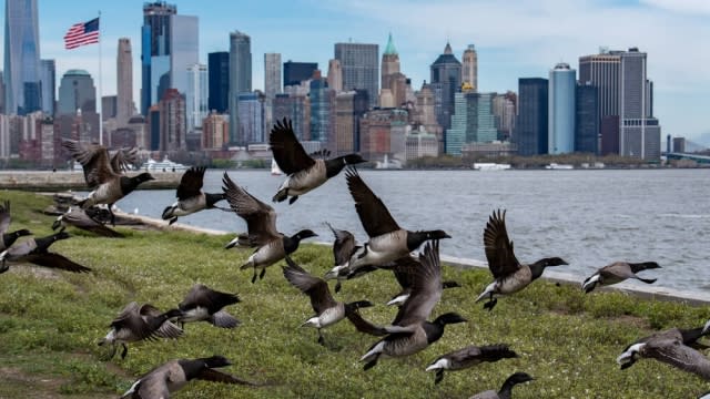 Generic image of geese flying over Manhattan.