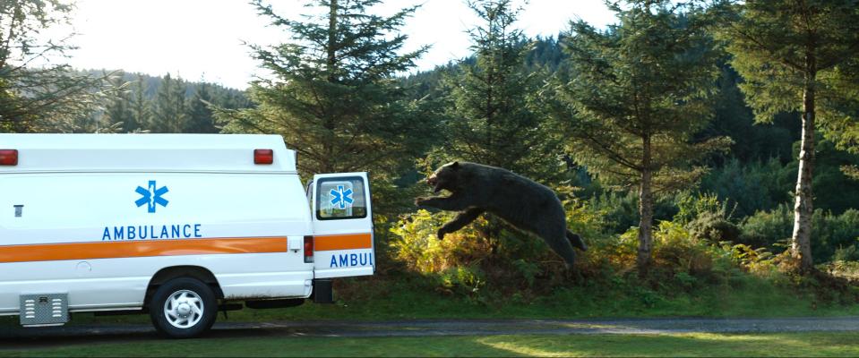 bear jumping into an ambulance