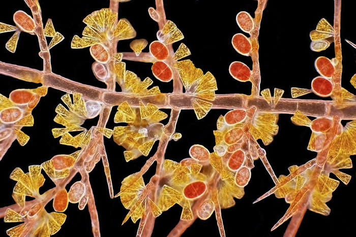 <b>2nd place</b>: Arlene Wechezak, Anacortes, Washington, USA. Red algae Scagelia, showing reproductive tetraspores and golden diatoms. (2012 Olympus BioScapes Digital Imaging Competition) <br> <br> <a href="http://olympusbioscapes.com/gallery/2012/index.html" rel="nofollow noopener" target="_blank" data-ylk="slk:Click here to see more entries from Olympus BioScapes 2012;elm:context_link;itc:0;sec:content-canvas" class="link ">Click here to see more entries from Olympus BioScapes 2012</a>