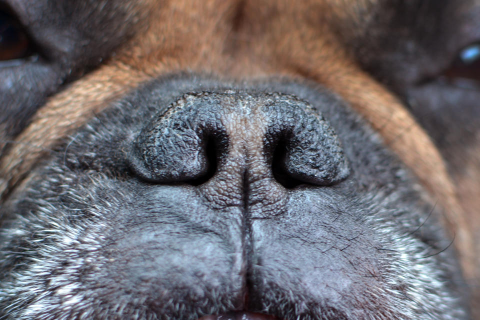 closeup of a dog's nose