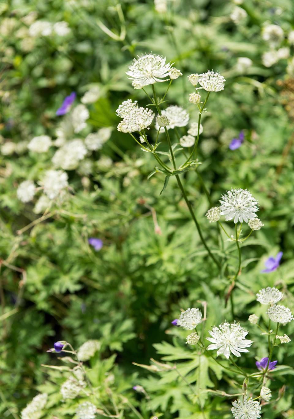 10. Use self-seeding plants