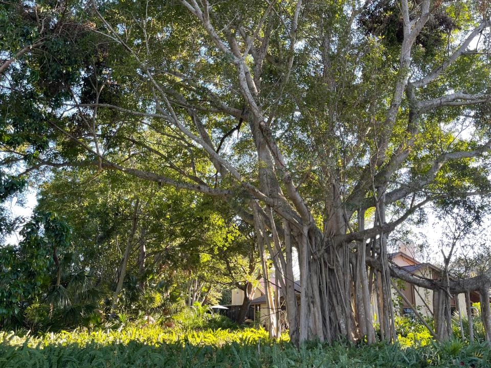 The neighborhood has lush vegetation including this large banyan tree.