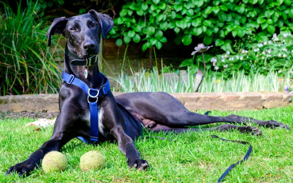 Jet the 3 year old Lurcher - battersea.org.uk/battersea.org.uk