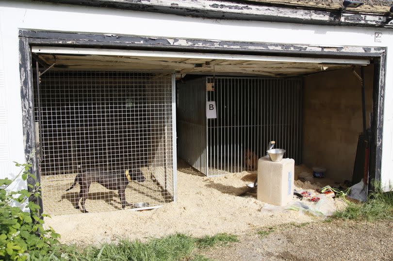 Three dogs being kept in kennels in the garden of Phillip Harris Ali's home in Chigwell, Essex