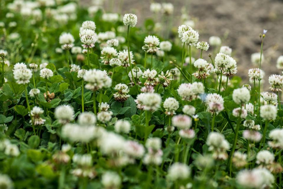 types of weeds white clover