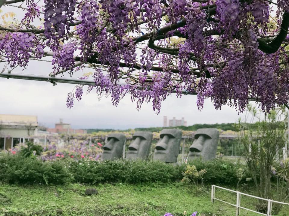 台灣旅遊｜台灣最大紫藤名所3月20日起開放兩周！過千棵日本紫藤樹、全台最長紫藤隧道、紫藤花地毯（附最佳觀賞期＋前往方法）