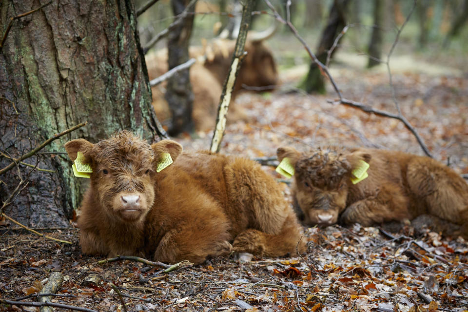 Bramble and Hope, the latest arrivals at the National Trust's Lyme Park