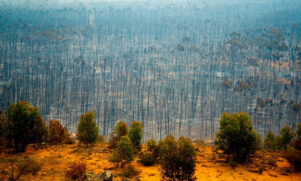 burnt bushland