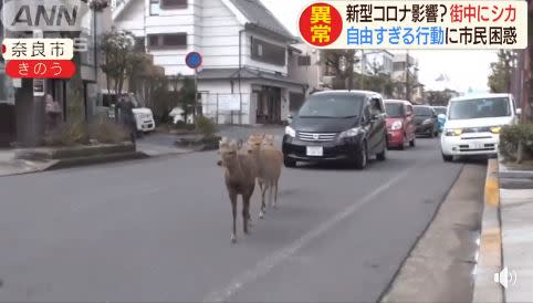 疫情衝擊日本，觀光客驟減，「奈良鹿」餓壞逛進市區覓食。（圖／翻攝日本旅遊粉絲報臉書）