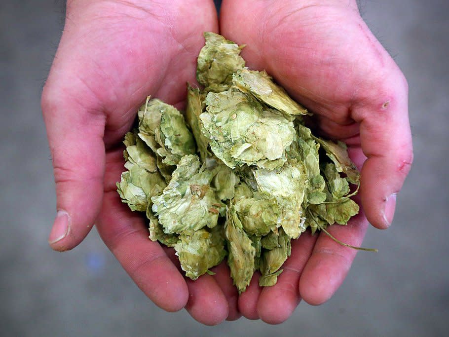 UBREW operational manager Nick Fletcher holds hops as he demonstrates the brewing process at the company's open brewery on February 16, 2015 in London, England. UBREW, opened by co-founders Matthew Denham and Wilf Horsfall, is an open brewery where members can brew their own beers with professional equipment amongst a community of like-minded beer lovers. (Photo by )