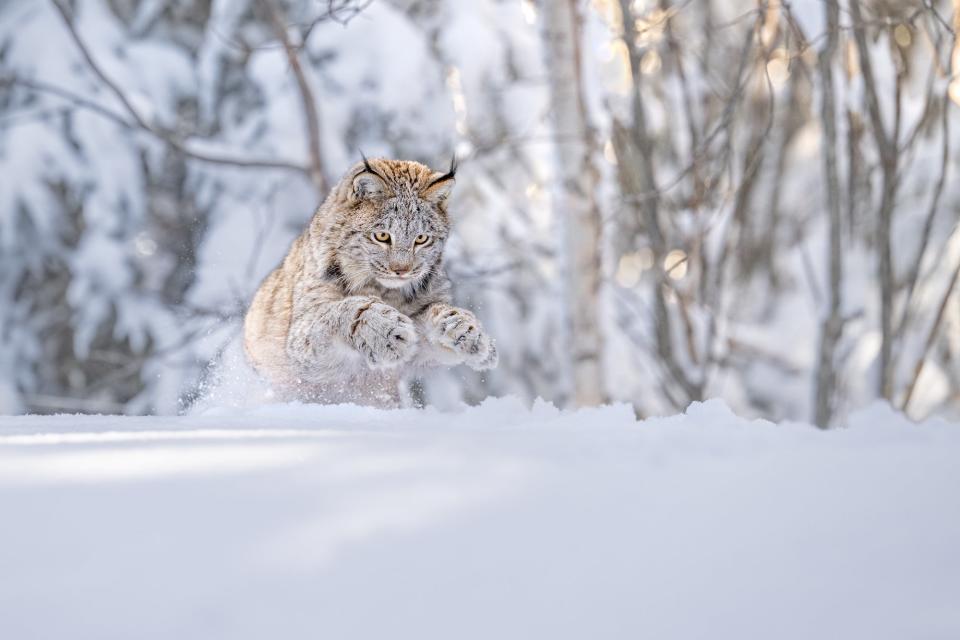 a lynx jumping through the snow