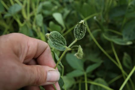 John Weiss looks over his crop of soybeans, which he had reported to the state board for showing signs of damage due to the drifting of Monsanto's pesticide Dicamba, at his farm in Dell, Arkansas, U.S. July 25, 2017. Picture taken July 25, 2017. REUTERS/Karen Pulfer Focht