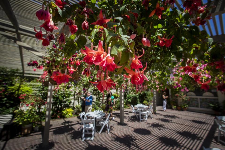 Hanging baskets of Fuchsia flowers in the tea garden at the Sherman Library & Gardens,