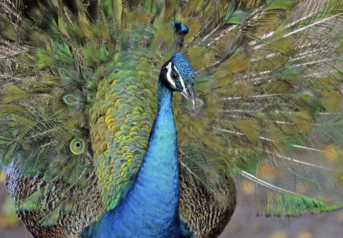 Miami’s peacock population is growing, and many neighbors are annoyed by the loud squawking noise, the poop, the destruction of their plants and the scratching of their cars. Other neighbors love the beautiful birds, and feed them, causing feuds between pro-peacock and anti-peacock residents in the Coconut Grove area.