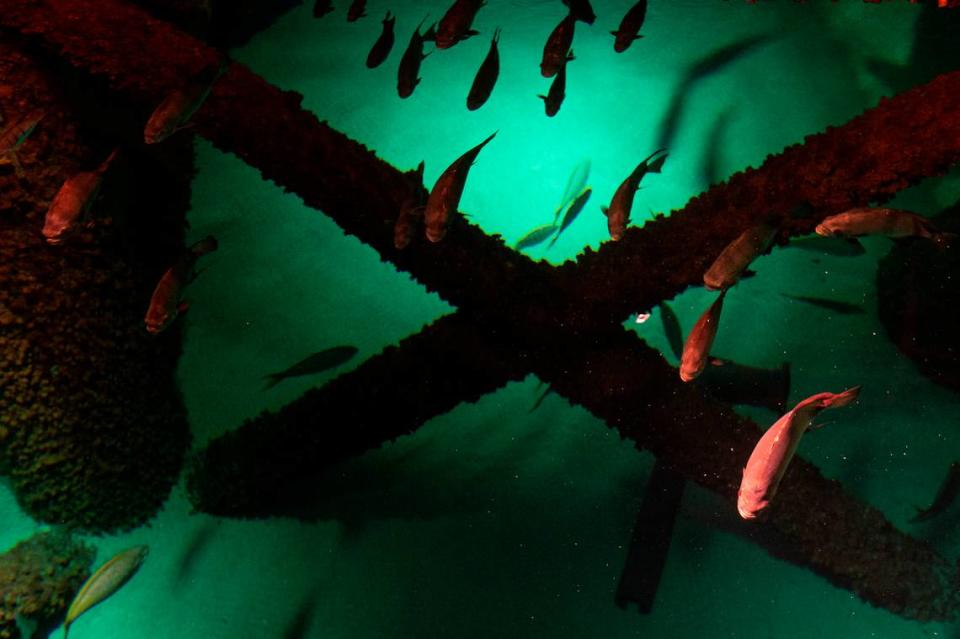 Fish swim in a tank resembling an underwater oil rig at the Audubon Aquarium in New Orleans on Tuesday, June 6, 2023. The tank is the largest at the aquarium, measuring 17 feet deep and holds 400,000 gallons of man-made saltwater.