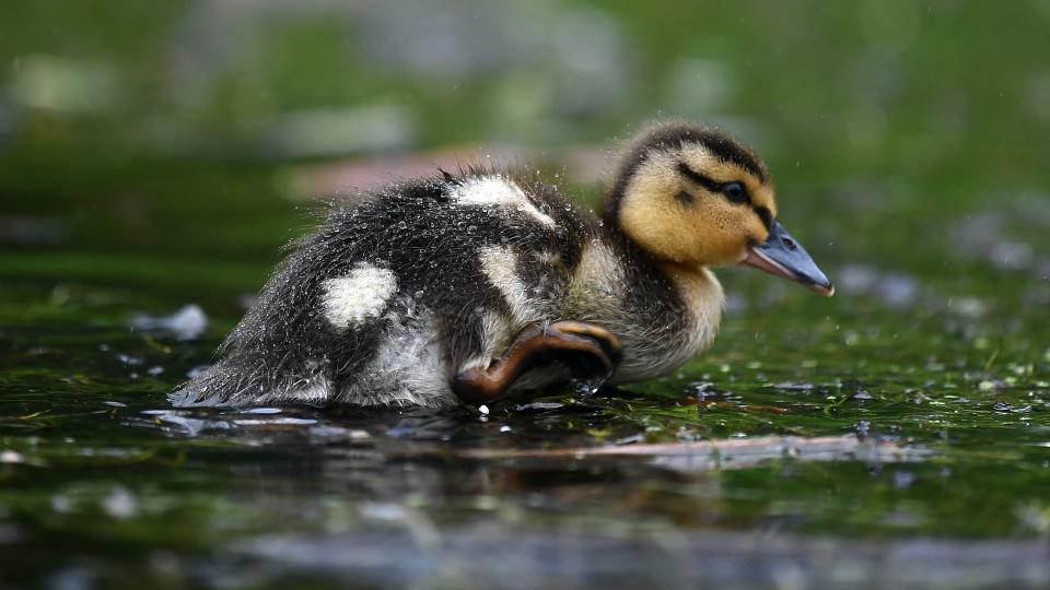 A duckling was rescued by the right person at the right time, in California. (Jeff J Mitchell/Getty Images)