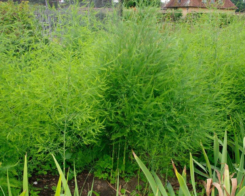 Asparagus is a hardy perennial that will provide feathery leaves to accent the garden with the added bonus of delicious spears every spring once the plants are established. SPECIAL